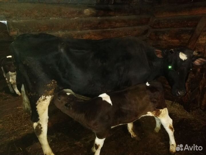 Коровы для содержания - мяса,молока