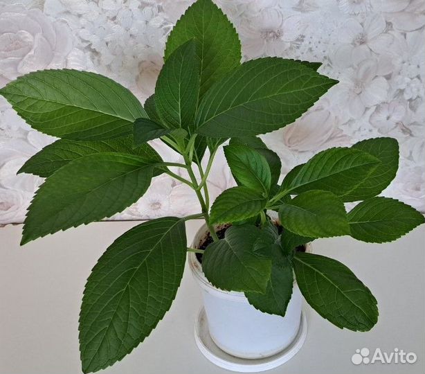 Домашние цветы