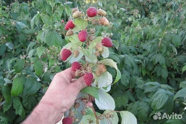 Саженцы малины Полька