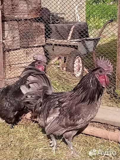 Петух породистый