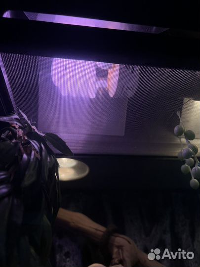 Флорариум хабитат террариум для хамелеона