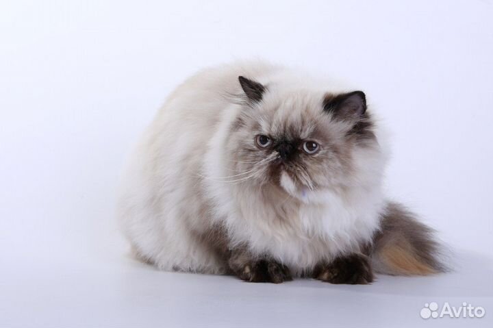 Персидские котята