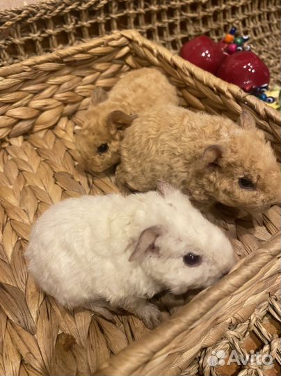 Морская свинка американский тедди