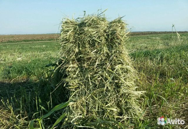 Сено суданка