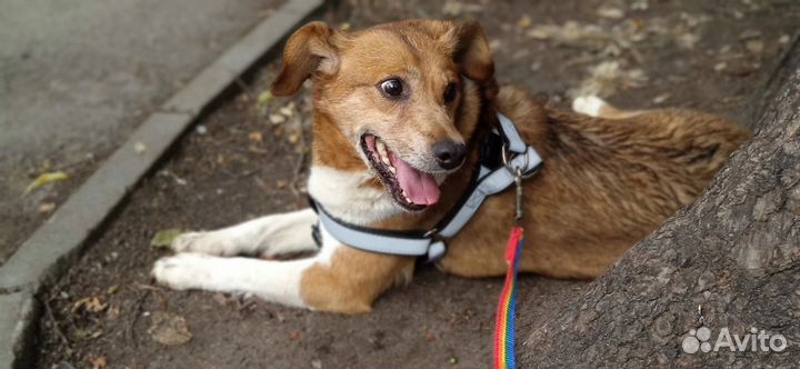 Боцману нужен дом