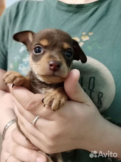 Мини той-терьер щенки