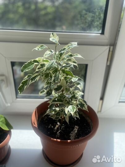 Фикус бенджамина