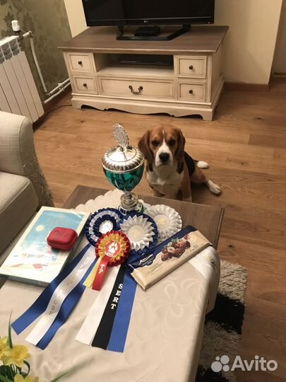 Кобель бигль для вязки