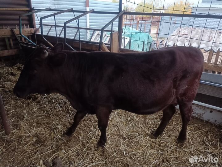 Бычки и телята