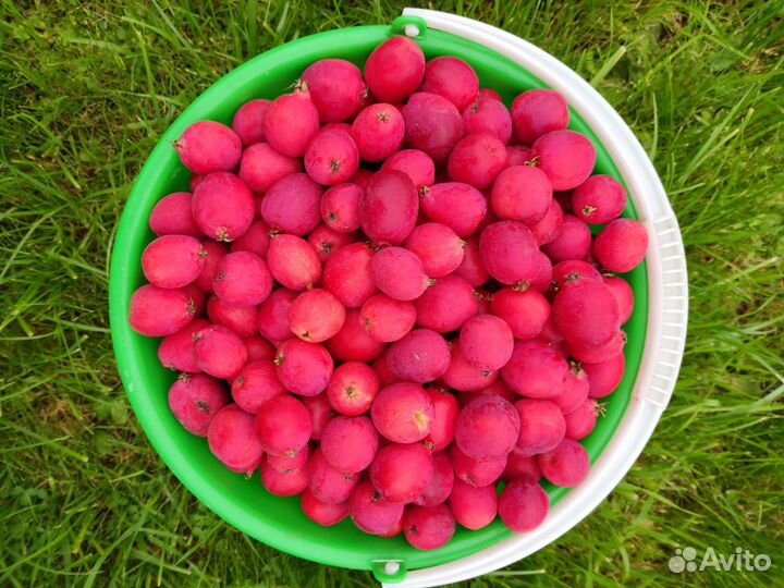 Черноплодная рябина ягоды