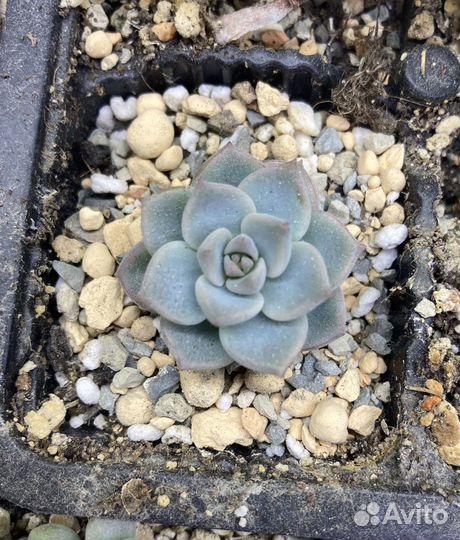 Суккуленты