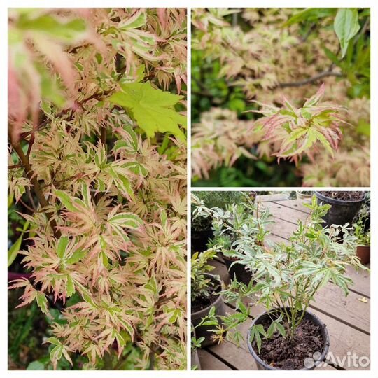 Клён Баттерфляй