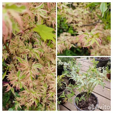 Клён Баттерфляй