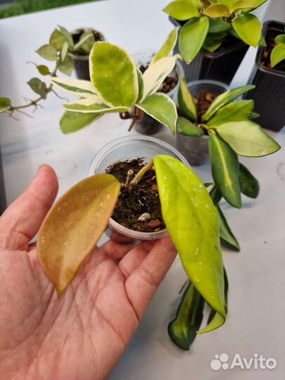 Хойи молодые растения и укорененные черенки
