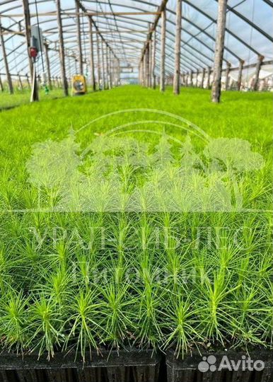 Горная сосна Мугус с зкс сеянцы