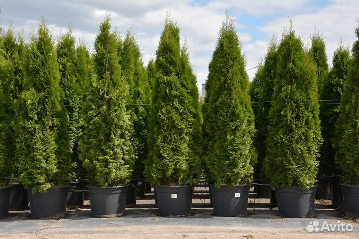 Туя смарагд