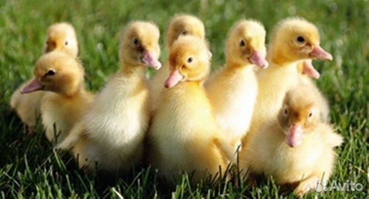 Гусята,утята,муларды