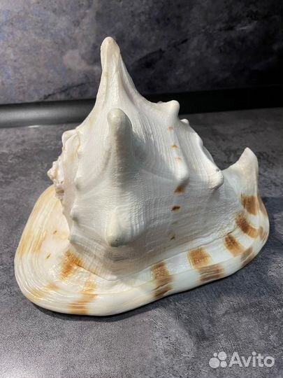 Ракушка для аквариума