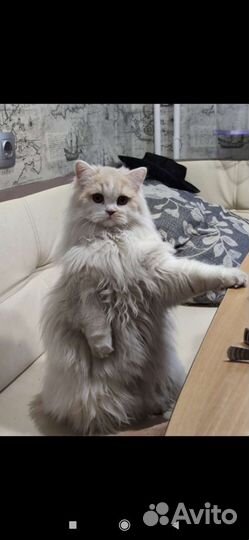 Кот
