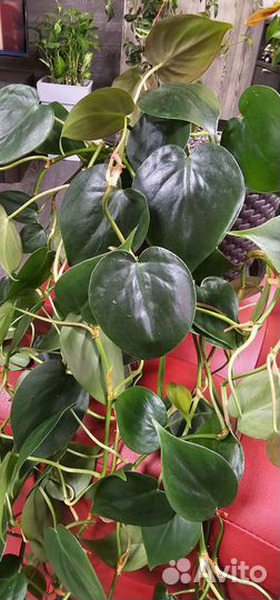Филодендрон сканденс Комнатные растения цветы