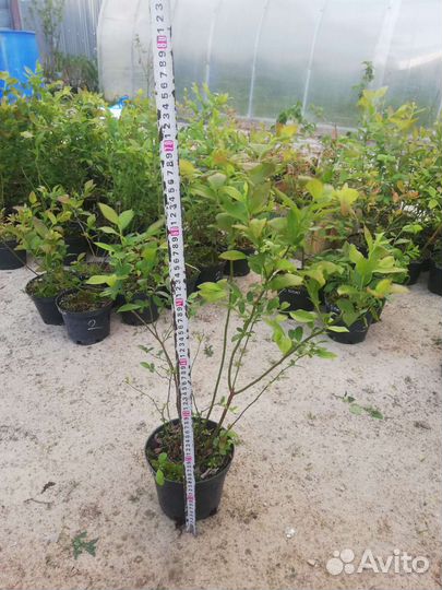 Голубика 3-х летние саженцы