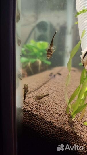 Молодь анциструс, моллинезия чёрная, гуппи