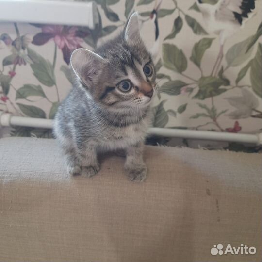 Котенок в дар