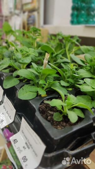 Рассада астры