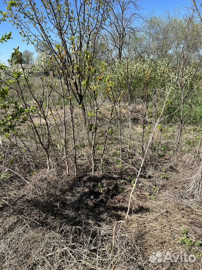 Саженцы каштана