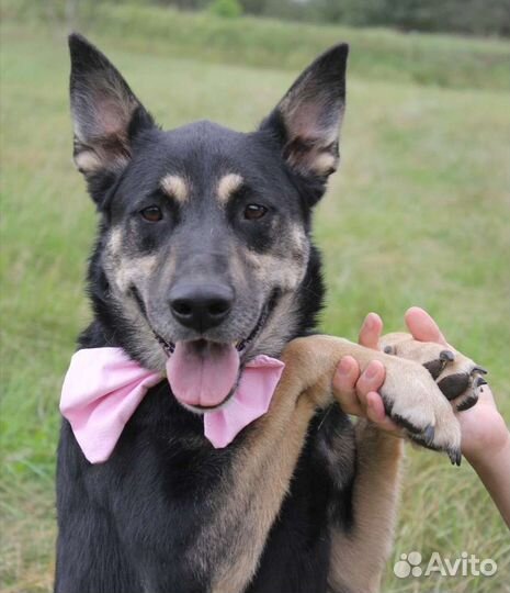 Макс очень ищет дом