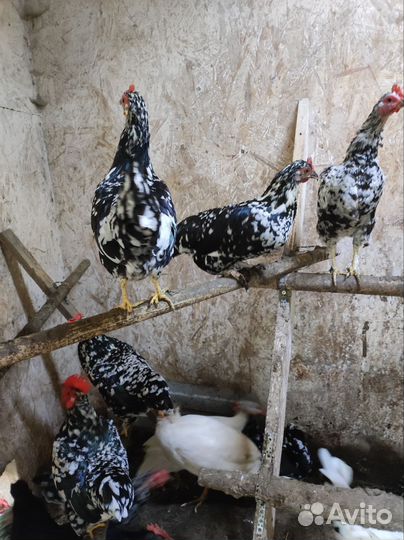 Куры бентамки