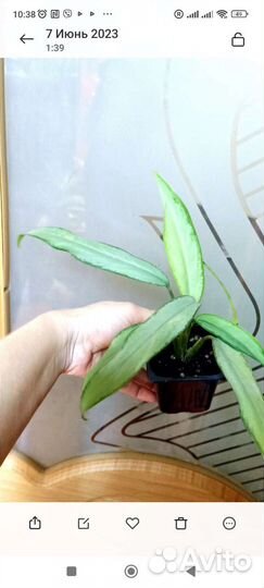 Сортовые Аглаонемы