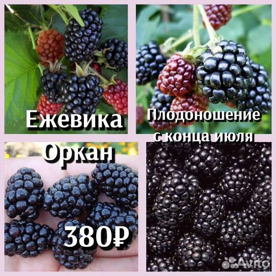 Саженцы ежевики