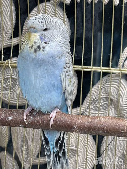 Выставочный волнистый попугай ввп Чех