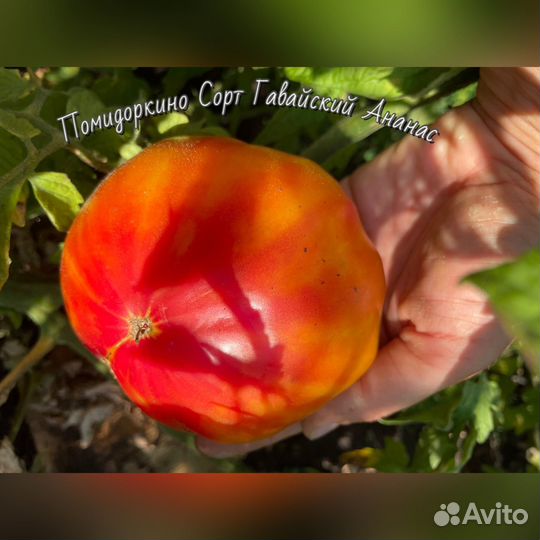 Семена желто-красных томатов