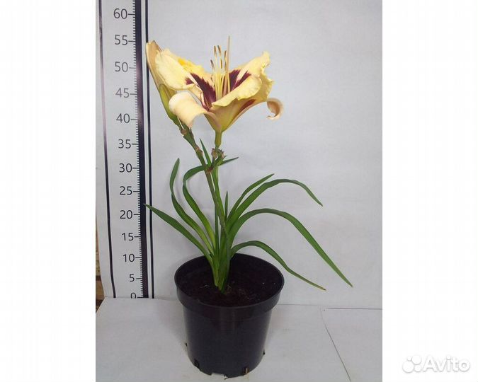 Лилейник Moonlit Masquerade