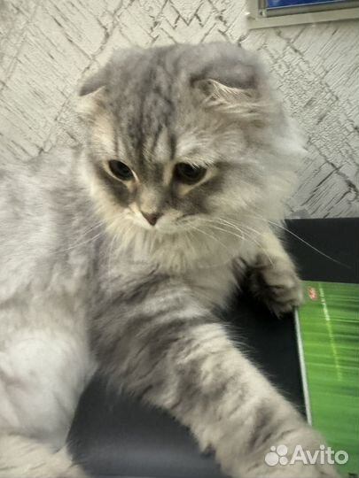 Шотландская вислоухая кошка бесплатно