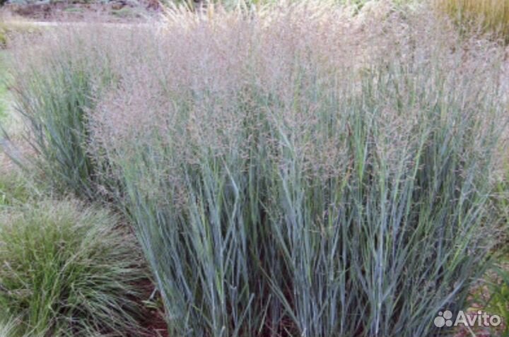 Декоративные злаки