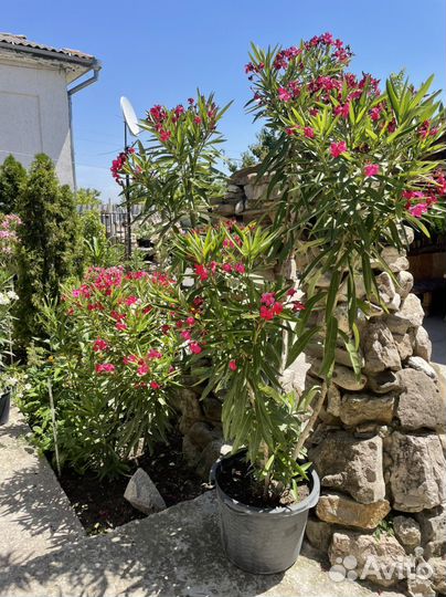 Цветы олеандры