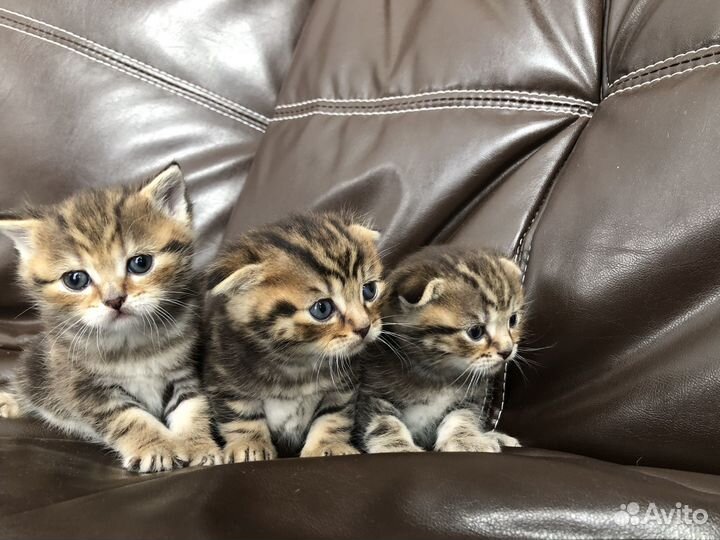 Шотландские котята