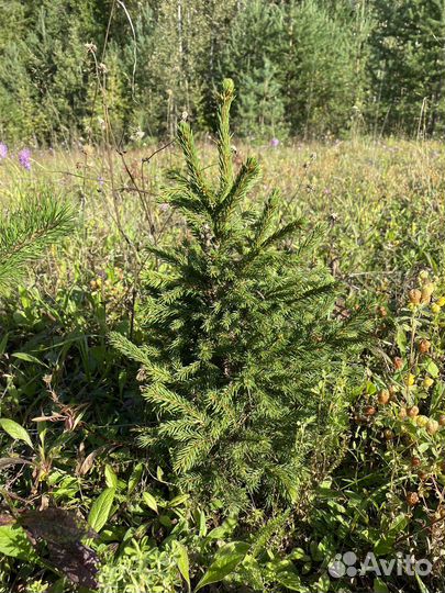 Ель обыкновенная саженцы