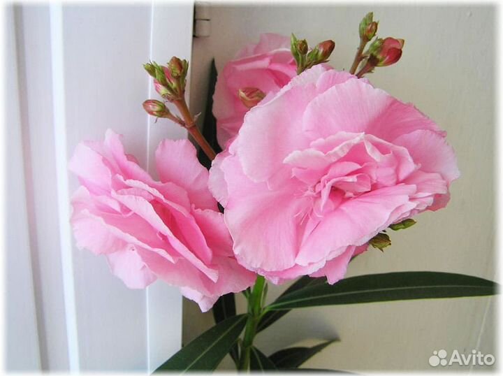 Олеандр махровый розовый