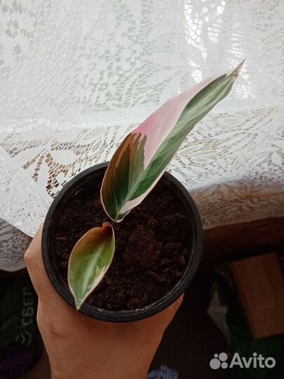 Строманта триколор