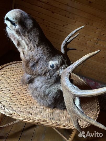 Чучела животных лось кабан