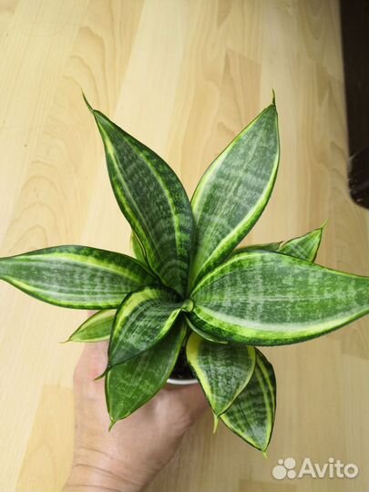Сансевиерии сортовые