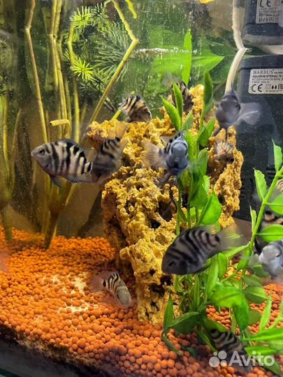 Рыбка сапфировый попугай