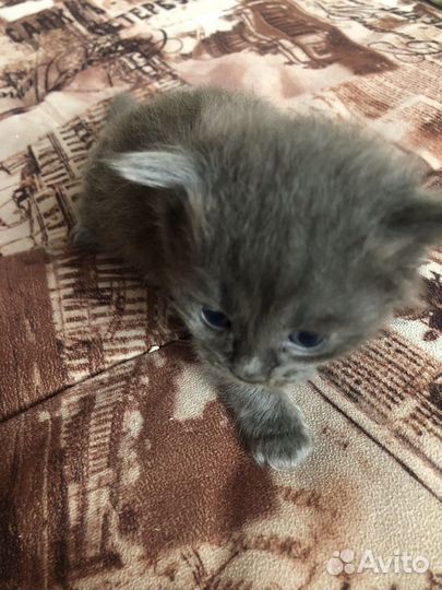 Кошка в дар