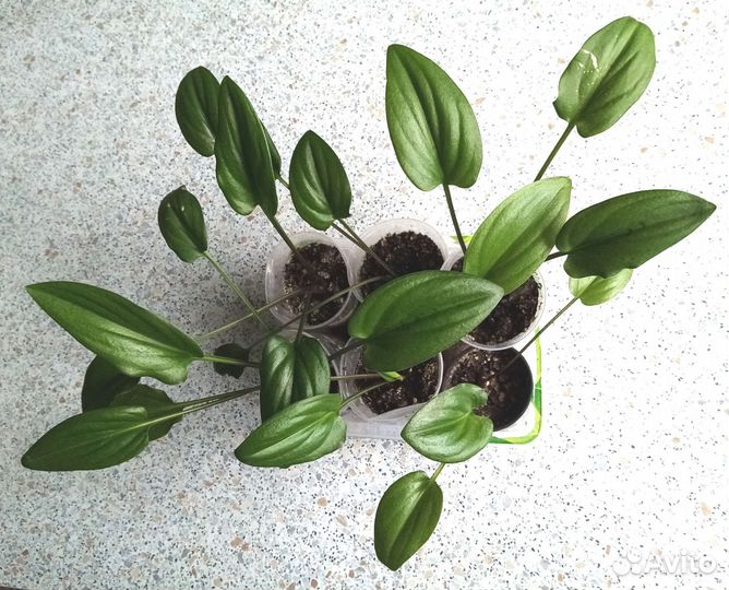 Дримиопсис