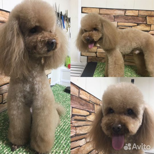 Стрижка кошек и собак выезд на дом в любой район