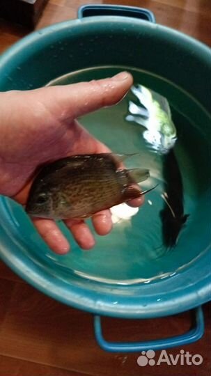 Рыбки Северум(пара) и 1 мешкожаберный сом большой